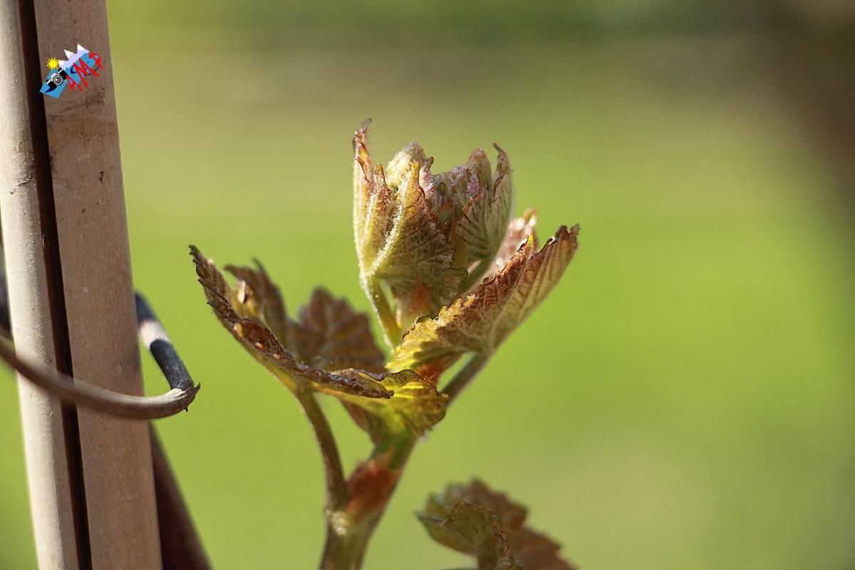 N2014-04_11_IMG_2205-Vigne Chasselas Rosé_HG